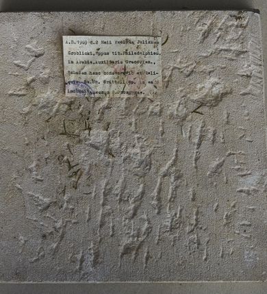 Zdjęcie nr 12: Nastawa ołtarzowa architektoniczna, jednoosiowa, jednokondygnacyjna ze zwieńczeniem. Ołtarz prostopadłościenny z kamienną mensą, z portatylem i kamiennymi bokami. Antepedium drewniane, obwiedzione profilowaną ramą z narożami wypełnionymi stylizowanymi liśćmi i wypukło rzeźbionym imieniem Marii pośrodku. Tabernakulum na planie półkola, wbudowane w strefę cokołu. Nastawa wsparta na podwójnym cokole, flankowanym masywnymi, półkolumnami, ustawionymi pod kątem; w drugiej strefie zdwojonymi, wspierającymi dwie pary ukośnie ustawionych pilastrów. W polu głównym znajduje się obraz Matki Boskiej z Dzieciątkiem z XVI wieku, a na zasuwie  dwa obrazy: pierwszy – św. Mikołaja z połowy XIX wieku, drugi – św. Józefa z 1901 roku, namalowany przez Antoniego Gramatykę. Zwieńczenie w kształcie stojącego prostokąta, zamkniętego gzymsem o łuku wklęsło-wypukłym, po bokach ujęte ukośnie dostawionymi spływami wolutowymi. U szczytu zwieńczenia muszla palmetowa oraz dwa wazoniki na skrajach gzymsu. W polu zwieńczenia obraz z przedstawieniem Nauczania Marii, otoczony wicią roślinną. W partii zwieńczenia na filarach usadzone są rzeźby aniołków. Płyciny cokołów zdobi złocona, ryta dekoracja roślinna. Na trzonach pilastrów znajdują się sięgające do jednej trzeciej wysokości girlandy kwiatów. Struktura polichromowana na kolor jasnobeżowy, detale i ornamentyka złocone. Portatyl kamienny, kwadratowy z napisem na przyklejonej kartce papieru  „Anno Domini 1969 die 2 Maii excelentissimus Julianus Groblicki episcopus titularis Philadelphiensis in Arabia, auxiliuris Cracoviensis tabulam hanc consecravit et reliquis sanctorum martyrum Brittcii episcopi in et inclusit necnon sancti Prosperas”.