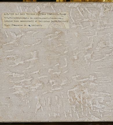 Zdjęcie nr 7: Ołtarz architektoniczny, jednoosiowy, jednokondygnacyjny ze zwieńczeniem, ujęty uszami z ornamentu małżowinowo-chrząstkowego oraz akantu. Mensa drewniana o linii wklęsło-wypukłej, z kamiennym portatylem, na odwrocie którego znajdują się napisy: „Anno D[omi]ni 1791 d(ie) 23 Julii Jllus[tr]ssimus R[evere]mdissimus D[ominus] Thimotheus / Nałęcz de Gorzen Gorzenski Ep[isco]pus Smolene(censis) hac Altare Portatile con/secravit et Reliquias s(acto)r)um) Laurentii [...] Martyr(um) imposui[t]”, „[...] et obsigillatum in actu visitationis ep[isco]palis / 29 Julii 1808 per Reverendissimum ec Illustri/ssimum D(omi)num Andre[am] Rawicz Gawtonski / Ep(isco)pu(m) Crac[oviensem] [...]”,  „Obsigillavimus / in visitazione canonica / die 29 Maii 1899/ + Joannes / princeps Ep(isco)p(us)” oraz „Obsigillavit Celsi(ssi)mus ac Rev(erendiss)mus / Adam Stephanus Princeps Sapieha / Princeps Arch(ie)p(isco)pus Cracoviensis in / actu visit(ationis) Can(once) / Wola Radziszowska die 25 Maii 1939 / Julianus Groblicki / secratarius.” Antepedium drewniane, w części centralnej dekorowane płaskorzeźbionym medalionem z wici roślinnej mieszczącym monogram IHS ujęty po bokach ornamentem roślinnym. Nastawa ustawiona na profilowanym cokole dekorowanym uskrzydlonymi główkami anielskimi. W części środkowej predella ze złoconą płyciną w kształcie leżącego prostokąta ujętego palmetami, wewnątrz której znajduje się obraz ze sceną Zwiastowania. Retabulum ujęte parą korynckich kolumn ustawionych na wysokich cokołach. Kolumny dźwigają odcinki wyłamanego belkowania zwieńczonego profilowanym gzymsem, na którym ustawiono figury św. Kazimierza i św. Floriana. Trzony kolumn złocone, w jednej trzeciej wysokości opięte profilowanym okuciem, poniżej którego płaskorzeźbione, uskrzydlone główki anielskie na tle ornamentu okuciowego, a powyżej winna latorośl na tle ornamentu okuciowego. Pole środkowe ołtarza w formie arkady zamkniętej łukiem półkolistym mieści obraz przedstawiający Ukrzyżowanie. W przyłuczach płaskorzeźbione, uskrzydlone główki anielskie. Zwieńczenie ujęte hermowymi pilastrami dźwigającymi niepełne, wyłamane belkowanie z uskrzydloną główką anielską na osi, na którym znajduje się trójkątny, przerwany przyczółek. Na ramionach przyczółka półleżące postaci aniołów, pomiędzy nimi, w osi ołtarza figura św. Jana Chrzciciela. W polu obraz w kształcie stojącego prostokąta zamkniętego łukiem półokrągłym przedstawiający św. Michała Archanioła. Zwieńczenie ujęte uszami utworzonymi z akantu oraz podwieszonej draperii. Struktura ołtarza jest polichromowana na ciemnozielono, ze złoconymi detalami architektonicznymi i ornamentyką. Figury w partiach ciała z naturalistyczną polichromią oraz złoconymi szatami i atrybutami.



