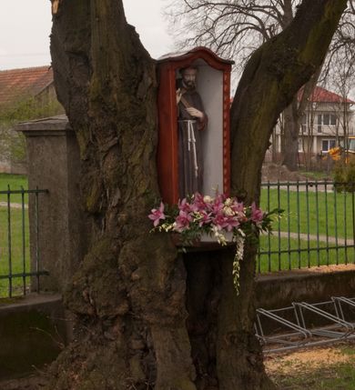 Zdjęcie nr 15: Kościół na planie krzyża łacińskiego, jednonawowy, pięcioprzęsłowy, z transeptem i jednoprzęsłowym prezbiterium zakończonym wielobocznie. Ramiona transeptu jednoprzęsłowe, o wysokości nawy, zamknięte prostymi ścianami. W narożnikach pomiędzy prezbiterium i ramionami transeptu dwa prostokątne aneksy mieszczące zakrystię i skarbiec. Prezbiterium i ramiona transeptu oddzielone od nawy wydatnymi półfilarami przechodzącymi bezpośrednio w gurty sklepienne. Prezbiterium od absydy oddziela arkada tęczowa wsparta na dostawionych do węgarów kolumnach kompozytowych. Sklepienie nad skrzyżowaniem naw krzyżowe, nad pozostałymi przęsłami nawy kolebkowe o przekroju koszowym, nad ramionami transeptu krzyżowe (ostrołukowe), w absydzie ćwierćsferyczne z lunetami. Otwory okienne prostokątne, zamknięte półkoliście, rozglifione do wewnątrz; trzy pary w nawie, dwa na ścianach zamykających ramiona transeptu. Ponad oknami w transepcie dodatkowo po jednym okrągłym oknie wypełnionym rozetą. W prezbiterium okna w kształcie wydłużonego prostokąta o smukłych proporcjach zamkniętego półkoliście, pomiędzy nimi para regularnie rozmieszczonych okien owalnych.  W zachodnim przęśle nawy murowany trójprzęsłowy chór muzyczny wsparty na parze ośmiobocznych filarów z cokołami, a pod ścianami na parze półfilarów. Balustrada o prostej dekoracji płycinowej. Podniebie chóru podzielone belkami na trzy kasetony, pośrodku których kwadratowe płyciny. Fasada kościoła dwukondygnacyjna, trójosiowa przechodząca w czworoboczną wieżę. Ściany rozczłonkowane lizenami, kondygnacje oddzielone profilowanym gzymsem. W części środkowej wejście zamknięte łukiem półkolistym, z dwuspadowym drewnianym daszkiem, wyżej prostokątne okno zamknięte półkoliście. W polach bocznych mniejsze, prostokątne okna zamknięte półkoliście. Wieża o narożach ujętych lizenami, podtrzymującymi gzyms, nakryta ozdobnym zwieńczeniem z czterema wieżyczkami w narożach, pomiędzy którymi trójkątne szczyciki nad oknami i ostrosłupowy hełm zakończony krzyżem. Ściany boczne nawy i transeptu ujęte uskokowymi przyporami. Ściany zamykające ramiona transeptu podzielone na dwie strefy, z których dolna ujęta lizenami, górna wypełniona oknem w ozdobnym obramieniu. Dachy dwuspadowe, kryte dachówką. Na skrzyżowaniu naw wieloboczna, drewniana wieżyczka na sygnaturkę nakryta ostrosłupowym hełmem pokrytym blachą.

