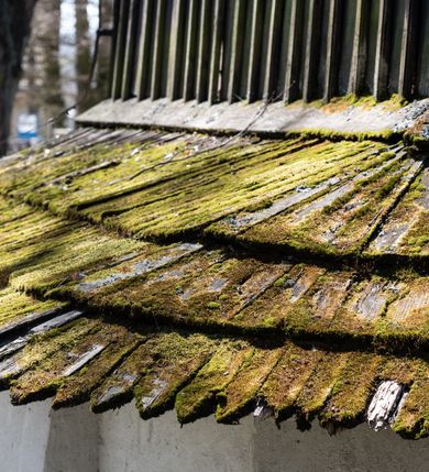 Zdjęcie nr 30: Kościół orientowany, pierwotnie na rzucie krzyża łacińskiego, jednonawowy, z kaplicami bocznymi od północy i południa, z prezbiterium prostokątnym zamkniętym wielobocznie. Obecnie w miejscu drewnianej kaplicy północnej murowana kaplica grobowa, a przy prezbiterium murowana prostokątna zakrystia i skarbczyk (1622 r.); nawa przedłużona ku zachodowi (1878-1879). Przy zachodniej części nawy, od południa, prostokątna drewniana kruchta. Wewnątrz stropy, w kaplicy północnej sklepienie krzyżowe z lunetami, w zakrystii i skarbczyku kolebkowe z lunetami. Zewnątrz zaszalowany. Dach nad nawą i prezbiterium jednokalenicowy, dwuspadowy o załamanych połaciach. Na kalenicy baniasta wieżyczka na sygnaturkę. Odrzwia zachodnie z nadprożem ozdobionym trójliściem z łukiem w ośli grzbiet oraz fryzem arkadkowym; odrzwia z prezbiterium do zakrystii z nadprożem ozdobionym łukiem w ośli grzbiet.