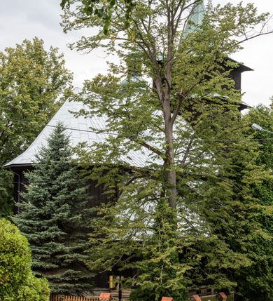 Zdjęcie nr 23: Kościół drewniany, orientowany, jednonawowy o konstrukcji zrębowej, oszalowany. Prezbiterium kwadratowe o wielobocznym zamknięciu z zakrystią od północy. Nawa szersza, prawie kwadratowa, przy niej od północy kaplica i składzik później dostawiony; od południa i od zachodu kruchty. Korpus nakryty dachem dwuspadowym, jednokalenicowym, z barokową wieżyczką na sygnaturkę na kalenicy; składzik nakryty dachem pulpitowym. Wewnątrz stropy kasetonowe. Otwór tęczy o profilowanym łuku półkolistym podwyższonym; belka profilowana, na niej grupa Ukrzyżowania. Chór muzyczny wsparty na dwóch słupach. Kaplica otwarta do nawy półkolistą arkadą. Troje drzwi o ozdobnych obramieniach uszatych, schodkowatych i uszato-schodkowatych, ze starymi okuciami. Wieża nowa, izbicowa o pochyłych ścianach, zwieńczona ostrosłupowym hełmem.
