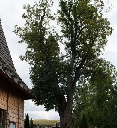 Zdjęcie nr 8: Kościół św. Elżbiety Węgierskiej w Trybszu usytuowany jest w centrum wsi na południe od drogi prowadzącej z Łapsz Wyżnych do Nowego Targu. Teren przykościelny jest otoczony od południa drewnianym ogrodzenie z murowanymi słupkami i kamienną podmurówką, z pozostałych stron mur z polnych kamieni, nakryty daszkiem cementowym. Główne wejście na teren przykościelny od północy, od zachodu bramka prowadząca do nowego kościoła, od południa furtka na cmentarz. Od zachodu główne wejście flankowane słupkami. Na placu przykościelnym stara lipa, w niej krucyfiks w kapliczkowej, szafkowej oprawie. W zachodniej części sztuczna grota, murowana z polnych kamieni z figurą Matki Boskiej z Lourdes. 

Kościół jest orientowany, drewniany o konstrukcji zrębowej, jednonawowy z wydłużonym prezbiterium zamkniętym trójbocznie, z kruchtą od południa i pierwotnie z zakrystią od północy i wieżą od zachodu. Wnętrze nakryte pułapem, w nawie z zaskrzynieniami, wiązanie nawy oparte nie na ścianach lecz na belkach podciągowych, których jeden koniec jest w ścianie tęczy, drugi zaś w czołowej ścianie nawy. Na zachodniej ścianie nawy chór muzyczny wsparty na dwóch filarach. Wnętrze oświetlają umieszczone w południowej ścianie trzy okna (dwa w prezbiterium i jedno w nawie). Ściany i stropy pokryte polichromią. Do kościoła prowadzi główne wejście od strony zachodniej oraz jedno przez kruchtę od południa. Dach o jednej kalenicy, gontowy, na środku drewniana sygnaturka, nakryta kopułką. Portal do zakrystii o wykroju w tzw. ośli grzbiet. 

