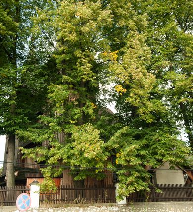 Zdjęcie nr 21: Kościół drewniany, orientowany, z dwuczęściowym korpusem: od wschodu jednonawowym, od zachodu trójnawowym; z prezbiterium zamkniętym trójbocznie, przy którym zakrystia od północy, z przybudówką od południa i dwiema wieżami od zachodu. Od wschodu chór muzyczny wbudowany pomiędzy wieże. Kościół wzniesiono w konstrukcji zrębowej, wieże w słupowo-ramowej, ściany oszalowane pionowym listwowaniem. 
Ściany prezbiterium i wschodniej części korpusu podzielone pseudokolumnami, zachodnia część podzielona kolumnami dźwigającymi architraw. Prezbiterium oddziela półokrągły łuk tęczowy; wschodnią i zachodnią część nawy łuk spłaszczony. Wschodnią część nawy oraz nawy boczne części zachodniej przekrywa płaski strop, zachodnią pozorne sklepienie zwierciadlane. Ściany oraz stropy pokryte polichromią figuralną, ornamentalną oraz roślinną: w prezbiterium namalowano wizerunek Ukrzyżowanego Chrystusa, przed łukiem tęczowym Matkę Boską w otoczeniu tajemnic różańcowych. Strop nawy imituje gwiaździste niebo. Posadzka kamienna. Wejście główne od zachodu, dwoje drzwi spod wież, kolejne od południa, przez przedsionek (babiniec), do zakrystii prowadzi portal zamknięty łukiem nadwieszonym. Cztery okna w prezbiterium o wykroju prostokątnym zamkniętym łukiem nadwieszonym, cztery we wschodniej części nawy o takim samym kształcie, cztery w zachodniej części zamknięte podwójnym łukiem kotarowym, dwa w zakrystii, południowej przybudówce, po dwa wysokie, wąskie okna w wieżach. Fasada dwuwieżowa, trójosiowa, trójkondygnacyjna. Przed wejściem kruchta zwieńczona dachem dwuspadowym, do której prowadzą dwuskrzydłowe drzwi w kształcie prostokątów, ściany boczne przeprute oknami. Powyżej dwie gładkie kondygnacje przedzielone dachem pulpitowym. Wieże trójkondygnacyjne, w dolnej kondygnacji drzwi, w wyższej okna w kształcie stojących prostokątów zamkniętych łukiem ostrym z wyciętym od dołu fragmentem pięcioliścia, powyżej ażurowa koronka. Ostatnią kondygnację tworzy izbica z nadwieszonym gankiem zamkniętym łukami spłaszczonymi. Od zewnątrz wyraźny podział na bryły, ściany gładkie. Każdą część przykrywa gontowy dach dwuspadowy, wspólny dla prezbiterium i starszej części, osobny dla nowszej części nawy; wieże nakryte hełmami namiotowymi, na kalenicy nawy baniasta wieżyczka na sygnaturkę z latarnią.  