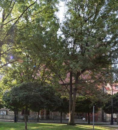 Zdjęcie nr 50: Kościół murowany, orientowany, jednonawowy, trójprzęsłowy, z transeptem i jednoprzęsłowym, węższym i niższym prezbiterium zamkniętym trójbocznie. Między nawą a transeptem po obu stronach znajdują się kruchty, do prezbiterium od strony północnej dostawiona kruchta złożona z dwóch lokalności. Ściany są rozczłonkowane filarami, tworzącymi płytkie arkadowe wnęki. Między nawą a prezbiterium arkada tęczowa. Sklepienie krzyżowe na gurtach spływających na filary. Prezbiterium oświetlają wąskie, prostokątne okna zamknięte ostrołukowo, w nawie i w transepcie znajdują się prostokątne okna prostokątne zamknięte półkoliście, w ścianie frontowej w dolnej części okna prostokątne zamknięte półkoliście, a w górnej podwójne okna prostokątne. Fasada ujęta dwiema narożnymi szkarpami, zwieńczona trójkątnie. Do niej dostawiona kruchta z dwuspadowym daszkiem i wejściem w kształcie prostokąta zamkniętego półkoliście. W kamiennej fasadzie znajdują się dołem okna prostokątne, zamknięte półkoliście, a górą  prostokątne, biforialne okna z nadprożem łukowatym wykonanym z cegły. Szczyt ceglany, podzielony na trzy strefy kamiennym wątkiem, z pięcioma wnękami prostokątnymi, zamkniętymi półkoliście, z wąskimi otworami w dolnej strefie i z owalnym oknem w drugiej. Elewacje boczne nawy ujęte skarpami. Dachy dwuspadowe, kryte dachówką, z wieżyczką na sygnaturkę.         