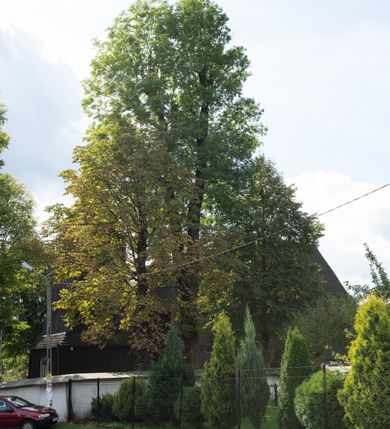 Zdjęcie nr 22: Kościół orientowany, drewniany, na podmurówce z kamienia łupanego, konstrukcji zrębowej, jednonawowy, szalowany, z wieżą konstrukcji słupowej usytuowaną od strony prezbiterium, z zakrystią w przyziemiu. Nawa prostokątna, szersza od prezbiterium, z kruchtami od zachodu, południa i północy. Prezbiterium zamknięte trójbocznie. Wieża od wschodu, na planie kwadratu, o konstrukcji ze słupów pochyłych, na zewnątrz trzy kondygnacje przedzielone obiegającymi daszkami. Dolna i górna izbica o ścianach pionowych, środkowa o ścianach pochyłych; wieża zwieńczona hełmem baniastym z latarnią. Kościół przykrywa dach siodłowy, na kruchtach trójspadowy, kryty cementówką. Pod wydatnymi okapami dachów biegnie gzyms o profilu ćwierćkoliście wklęsłym z wałkiem. Więźba dachowa nad prezbiterium jest krokwiowa, a nad nawą płatwiowa. Wewnątrz znajdują się stropy z fasetami, pod którymi umieszczony jest profilowany gzyms. Arkada tęczowa o łuku spłaszczonym. Chór muzyczny wsparty jest na dwóch filarach z wybrzuszoną balustradą. Wnętrze polichromowane, ściany w kruchtach oszalowane. Do kościoła prowadzą cztery wejścia: główne od zachodu, dwa boczne od południa i północy oraz przez zakrystię od wieży, od strony północno-zachodniej. W prezbiterium znajdują się dwa okna: po stronie południowej i północnej; a w nawie dwa po stronie południowej i północnej, natomiast w wieży cztery okna prostokątne, w latarni osiem okien zamkniętych dwoma nałęczami. Kościół otoczony jest murkiem ze stacjami drogi krzyżowej i dwiema bramkami z lat 1863 i 1864.